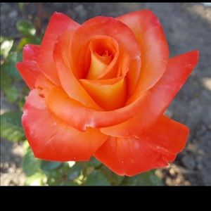 Meet your Posher, Lucky OFFERS WELCOMED‼️